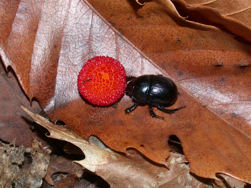 Anoplotrupes stercorosus nel bosco di Monticiano